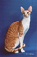12_Nataraja Just Dandy